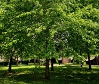 Quercus palustris - Moeraseik - 3
