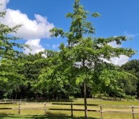 Quercus palustris - Moeraseik - 4