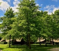 Quercus palustris - Moeraseik - 1