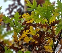 Quercus cerris - Moseik - herfst 2024