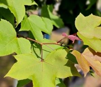 Liquidambar formosana 'Ellen' - Speciale amberboom met Aziatische roots - 3