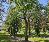 Betula nigra - Zwarte berk - 2