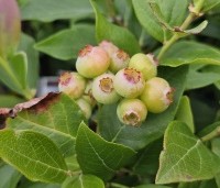 Vaccinium corymbosum 'Duke' - Blauwe bes 'Duke' - 2