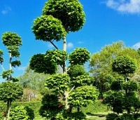 Carpinus betulus - Haagbeuk - tuinbonsai  bollen gesnoeid