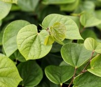 Cercis chinensis 'Avondale' - Chinese Judasboom 'Avondale' - blad in juli