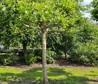 Platanus hispanica - Plataan - volwassen dakplataan in mei op de kwekerij van THB in Apeldoorn