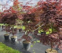 Acer palmatum 'Sumi-Nagashi' - Japanse Esdoorn 'Sumi-Nagashi' - juni 2026