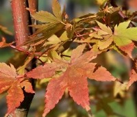 Acer palmatum 'Sangokaku' - Japanse Esdoorn 'Sangokaku' - 3