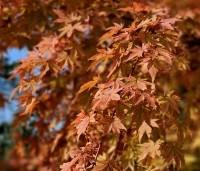 Acer palmatum 'Sangokaku' - Japanse Esdoorn 'Sangokaku' - 2