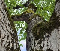 Juglans regia - Walnoot - 3