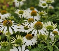 Echinacea purpurea 'Alba' - Zonnehoed wit - 2