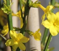 Jasminum nudiflorum - Winter Jasmijn - 1