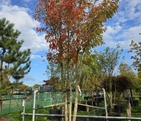 Prunus serrulata 'Sunset Boulevard' - Japanse Sierkers - 2