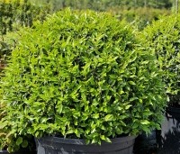 Prunus lusitanica 'Angustifolia' - Portugese laurier - bolvorm 100-125 cm
