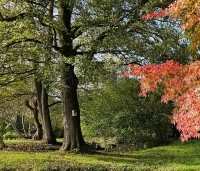 Alnus glutinosa - Zwarte Els - 1