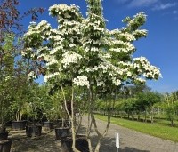 cornus kousa var chinensis - cornus kousa var chinensis - 2