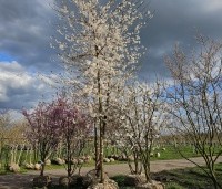 Prunus x yedoensis  - Yoshinokers - 2