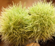 Castanea sativa 'Lyon'