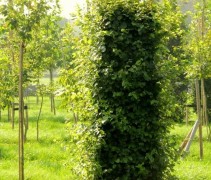Fagus sylvatica blokvorm