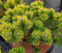 Pinus mugo 'Winter Gold'
