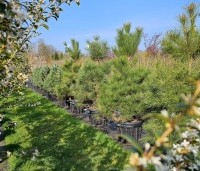 Pinus nigra 'Nigra' - Oostenrijkse den - 1