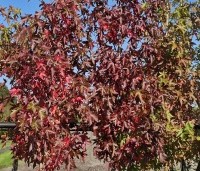 Liquidambar styraciflua 'Worplesdon' - Amberboom - 2