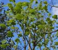 Liriodendron tulipifera 'Edward Gursztyn' - Tulpenboom 'Edward Gursztyn' - 2
