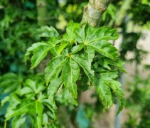 Acer palmatum 'Shishigashira'