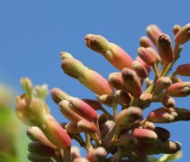 Aesculus pavia 'Nana Rosea'