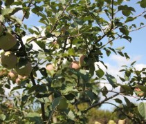 Malus Domestica 'Fuji'