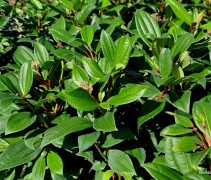 Viburnum Davidii