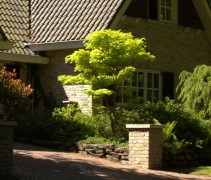 Acer shirasawanum 'Aureum'