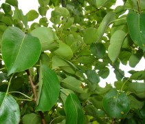 Pyrus communis 'Noord-Hollandse suikerpeer' blad