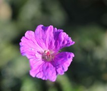 Bloem Geranium sanguineum 'Max Frei' detailfoto