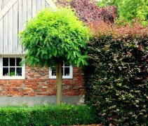 Fagus sylvatica 'Atropunicea'