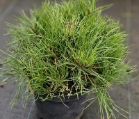 Pinus mugo mugo - Bergden - 1