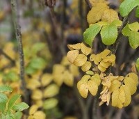 Rosa rugosa - Japanse Bottelroos - 1