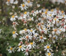 Aster divaricatus wit ofwel sneeuwsteraster