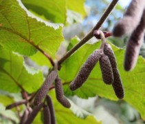 Corylus Avellana