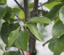 Diospyros 'Nikita's Gift'