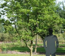 Magnolia stellata 'Royal Star' boom, hoogstam voorbeeld