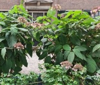 Hydrangea aspera - Fluweelhortensia - 5