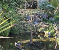 Taxodium distichum - Moerascypres - toepassing in vijver Marbella
