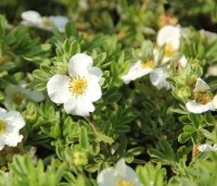 Potentilla fruticosa 'Primrose Beauty' - Ganzerik 'Primrose Beauty' - 1