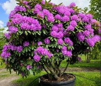 Rhododendron 'Catawbiense Boursault'  - Rododendron 'Catawbiense Boursault'  - 1