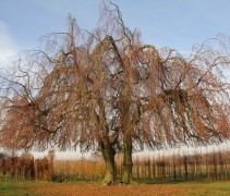 Fagus sylvatica 'Pendula'