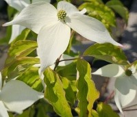 Cornus kousa 'Moonbeam' - Japanse grootbloemige kornoelje 'Moonbeam' - 3