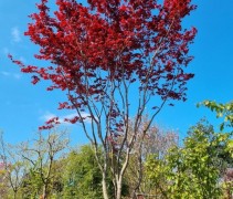 Acer palmatum 'Fireglow'
