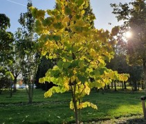 Cercis can. Rising Sun