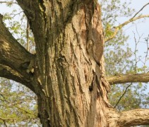 Robinia pseudoacacia stam